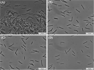 Long-Chain Fatty Acids Degradation by Desul<mark class="highlighted">fomo</mark>nile Species and Proposal of “Candidatus Desul<mark class="highlighted">fomo</mark>nile Palmitatoxidans”